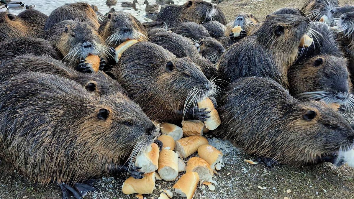 V Plzni nutrie střílejí, v Tojicích z nich mají turistickou atrakci